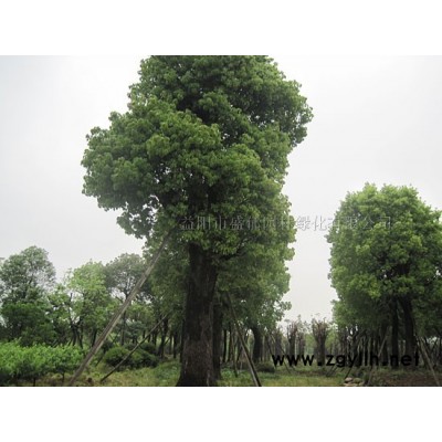 香樟|香樟樹|樟樹|小葉樟報價批發