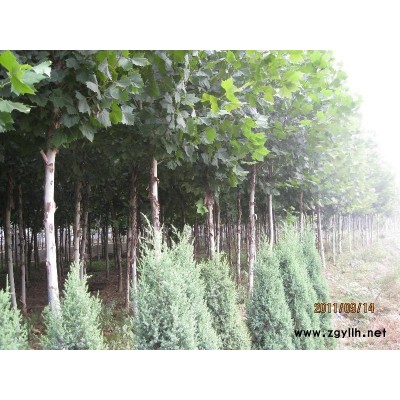 優(yōu)質(zhì)國(guó)槐