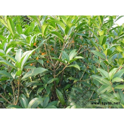 骨架香樟\桂花\欒樹\廣玉蘭