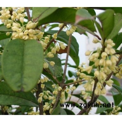 桂花樹、羅漢松、紅豆杉、杜英、紫微、含笑、香樟等