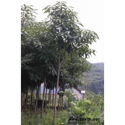 急售宜昌楠樹苗