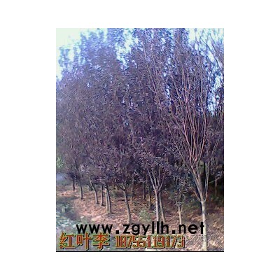 1-6公分的紅葉李、大葉女貞、紫薇等