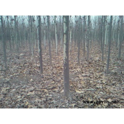 雪松、紅玉蘭、法桐、大葉女貞、國槐