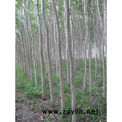 銀中楊小成黑銷售