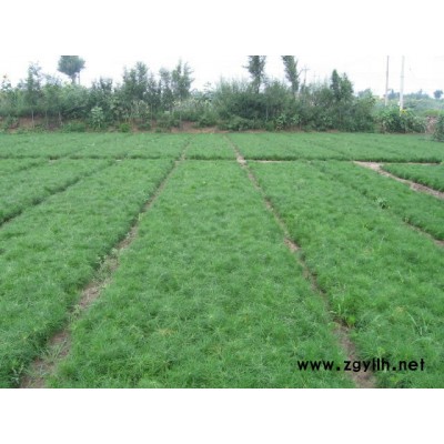 白皮松、華山松、油松、樟子松、側柏等