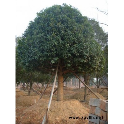 精品桂花對節白臘各種古樹