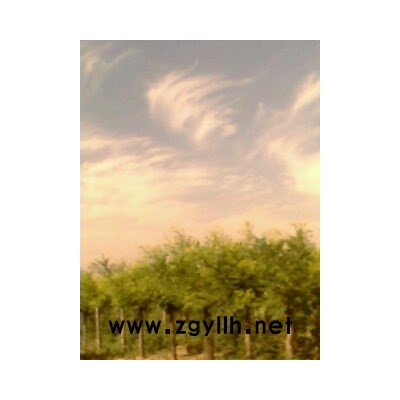 香花槐、黃金槐、毛白楊、側柏、榆葉梅等