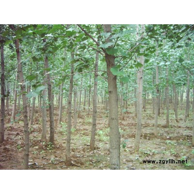 水杉 桂花 木芙蓉 天竹桂