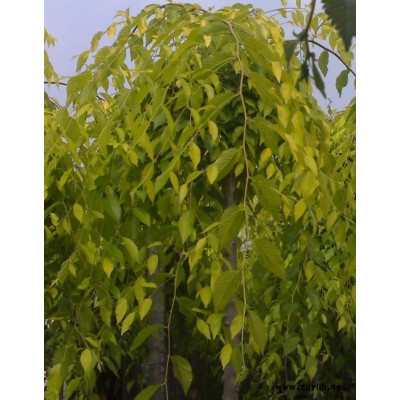 金葉垂榆.金葉榆.小榆樹.艷福萊木.珍珠繡線菊.銀中楊