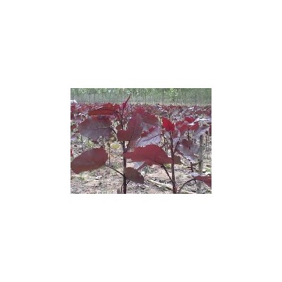 大規格純正中華紅葉楊