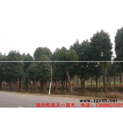 移栽香樟、欒樹、紅果冬青！