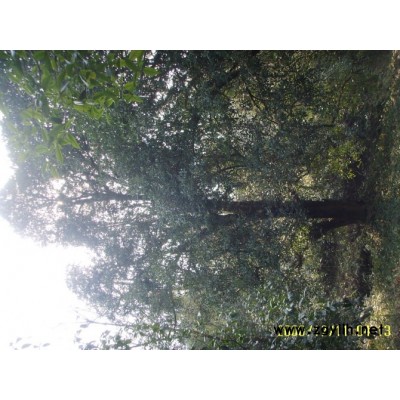 金桂（直徑10-50公分）