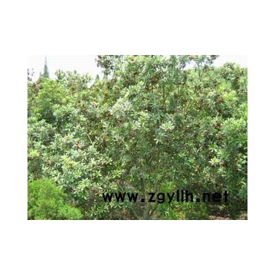 地徑8-12cm全冠楊梅