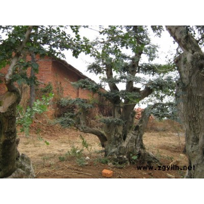 流蘇，對節(jié)白蠟，對節(jié)白蠟盆景