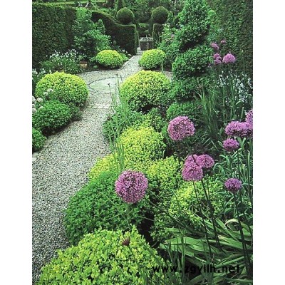 香花槐、金絲垂柳、檜柏等