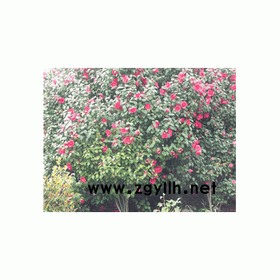 羅漢松、紅楓、茶花、香樟等