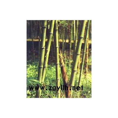 紅葉小檗、金葉女貞、灑金柏等