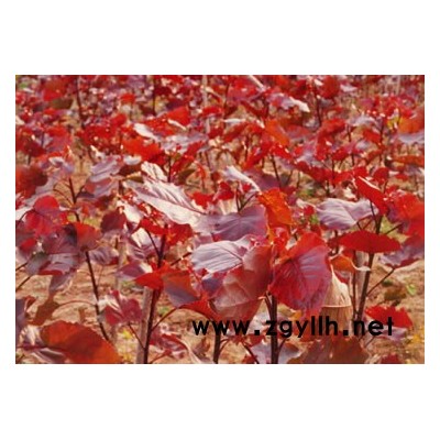 紅葉楊