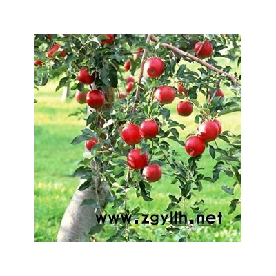 占地樹苗/占地果樹苗征地補償高