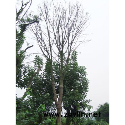 低價供應3--20cm小葉榕、3--100cm黃桷樹、黃花槐