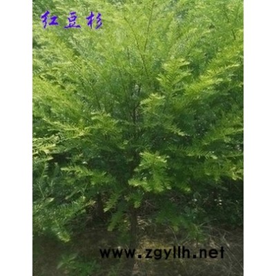 出售成年紅花油茶樹