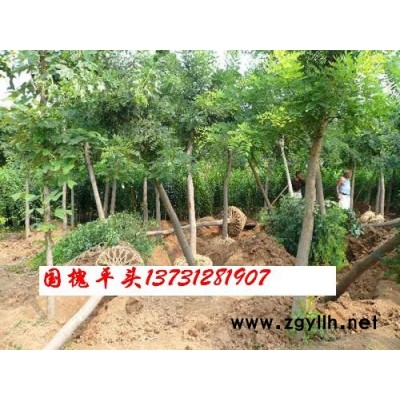 大量出售火炬、速生柳、國槐、