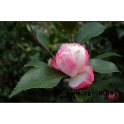 木荷、烏桕、青岡櫟、苦楮、苦楝