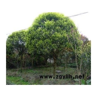 紅葉李, 白楊樹,杜英