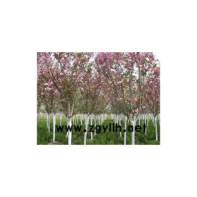 紅葉小檗、紫葉女貞、金葉女貞等