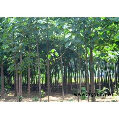 泡桐苗，泡桐根，楊樹苗及各種花卉苗木