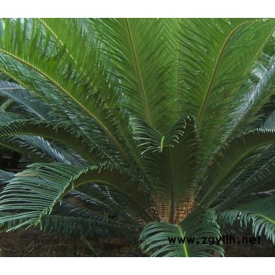 大王椰子、南洋參、美麗針葵、散尾葵、蘇鐵