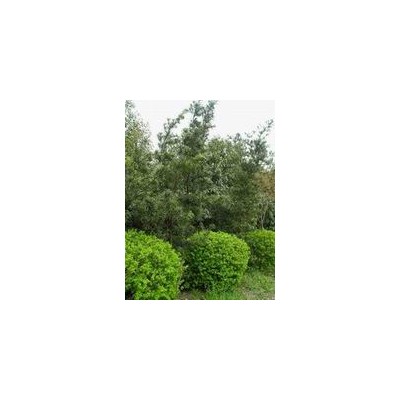 香樟、桂花、杜英、高桿紅花繼木