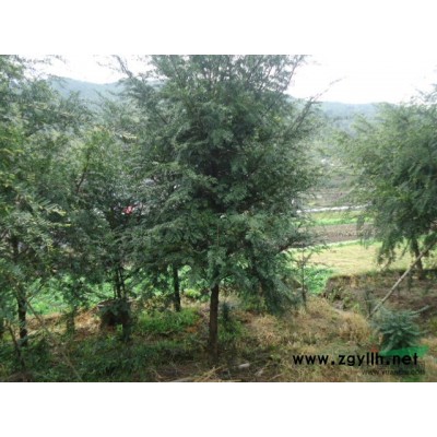 長期低價出售紅豆杉