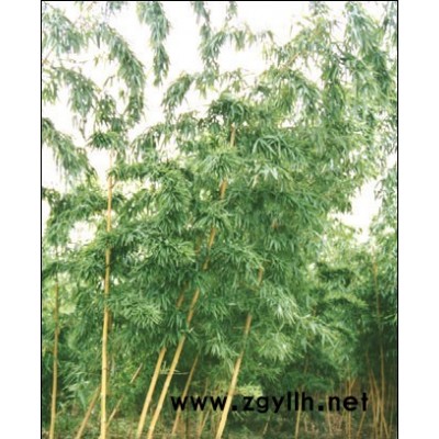 香樟、杜英、日本櫻花、龍爪槐、白玉蘭等行道樹