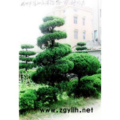 銀杏、珊瑚、龍柏