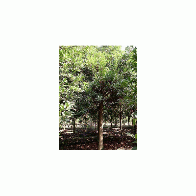 綠化苗木自產自銷