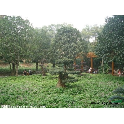 桂花，廣玉蘭，櫸樹，香樟，女貞，銀杏，欒樹，垂柳，紫薇，黃楊