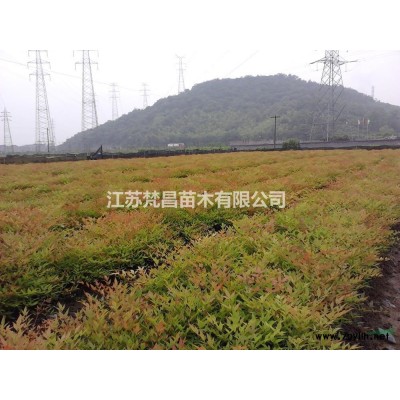 江蘇國槐 江蘇國槐基地 國槐價格介紹/特征/用途