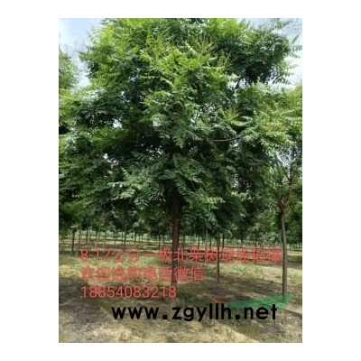 精品國槐小苗3公分4公分5公分國槐價格多少