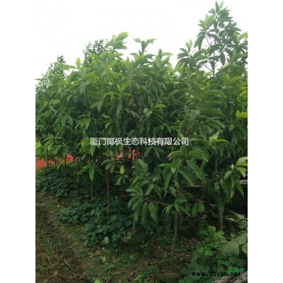 河北國槐、國槐價格、國槐大量供應、國槐規格