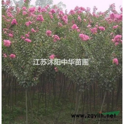 供應，白皮松價格，白皮松圖片，白皮松1-4米基地直銷