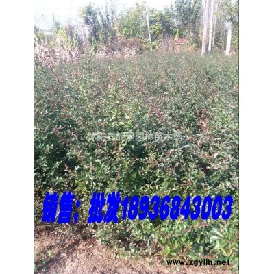 沭陽(yáng)欒樹小苗/欒樹產(chǎn)地/欒樹8公分粗/欒樹及時(shí)報(bào)價(jià)