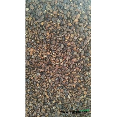 供應地徑1公分欒樹小苗地徑2公分欒樹價格2元一棵