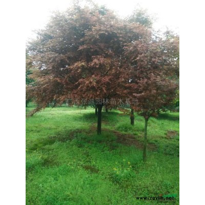 廣西地區(qū)供應(yīng)10/50公分的國(guó)槐