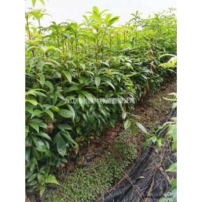 國槐種子圖片\國槐種子報價