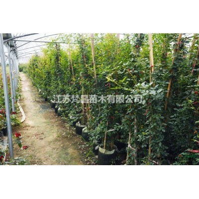 大量供應白皮松 白皮松基地