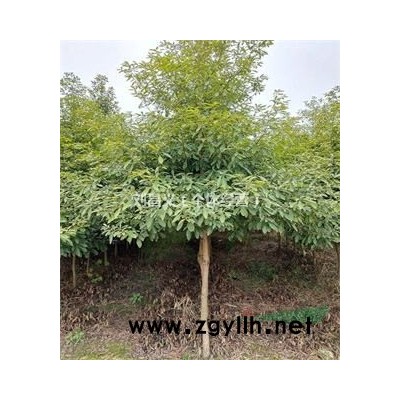 各規(guī)格國槐、金枝槐成樹及樹苗