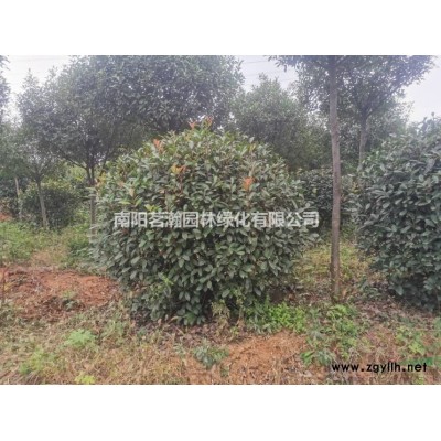 大量供應(yīng)15公分精品黃山欒樹