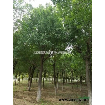 北京國槐12-16公分 老國槐 原生國槐