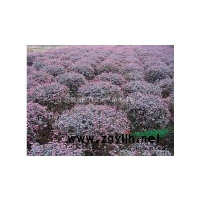 國槐 安徽國槐 國槐*新行情報價